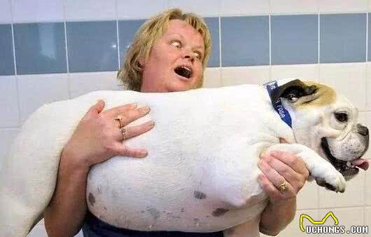 不能给狗狗吃饱饭，长期进食过饱，危害很大