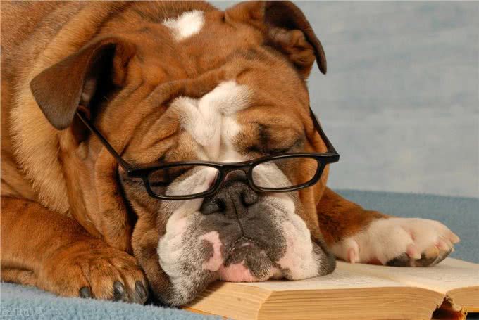 不能给狗狗吃饱饭，长期进食过饱，危害很大