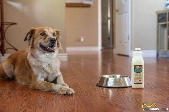 不能给狗狗吃饱饭，长期进食过饱，危害很大
