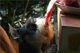 不能给狗狗吃饱饭，长期进食过饱，危害很大