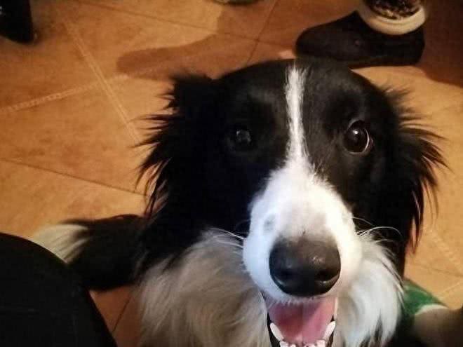 任何情况下狗子都不希望与主人分离，狗子又是如何理解和适应的?