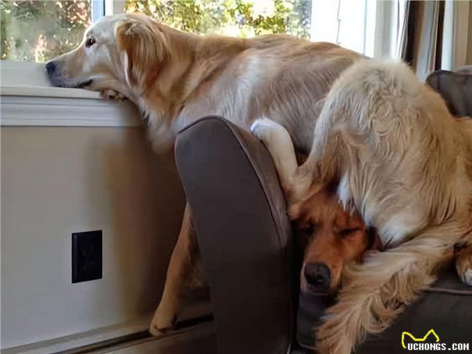 任何情况下狗子都不希望与主人分离，狗子又是如何理解和适应的?