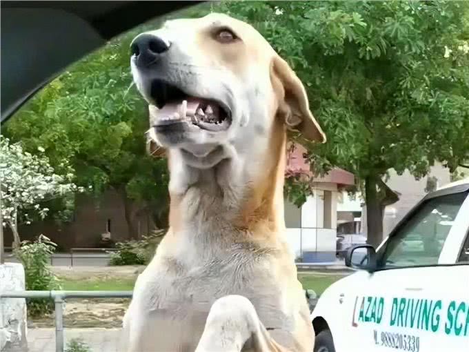 任何情况下狗子都不希望与主人分离，狗子又是如何理解和适应的?