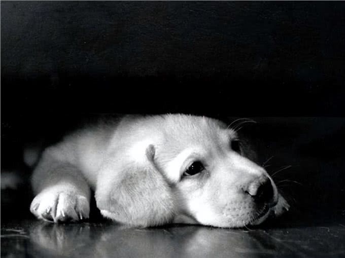 任何情况下狗子都不希望与主人分离，狗子又是如何理解和适应的?