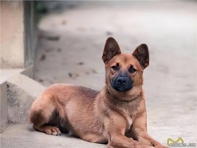 任何情况下狗子都不希望与主人分离，狗子又是如何理解和适应的?