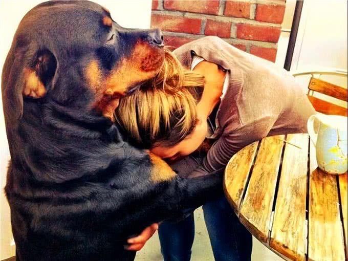 任何情况下狗子都不希望与主人分离，狗子又是如何理解和适应的?