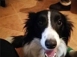 任何情况下狗子都不希望与主人分离，狗子又是如何理解和适应的?