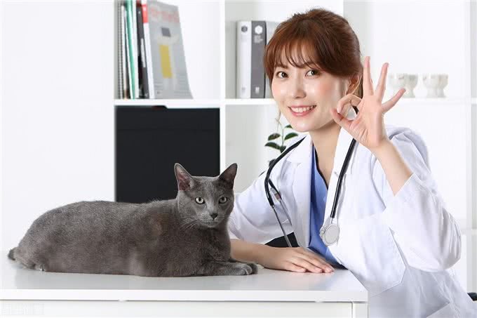 宠物感冒了怎么办?猫狗感冒的症状以及诊断治疗全在这里?了解一下