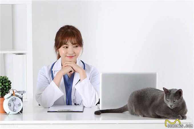 宠物感冒了怎么办?猫狗感冒的症状以及诊断治疗全在这里?了解一下