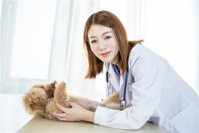 宠物感冒了怎么办?猫狗感冒的症状以及诊断治疗全在这里?了解一下