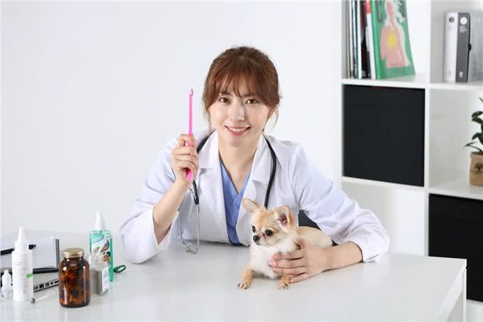 宠物感冒了怎么办?猫狗感冒的症状以及诊断治疗全在这里?了解一下