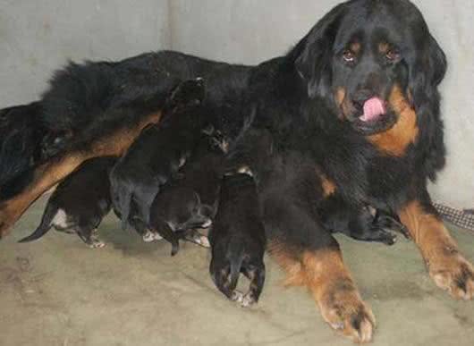 藏獒分娩四个阶段的护理