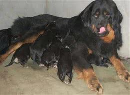 藏獒分娩四个阶段的护理