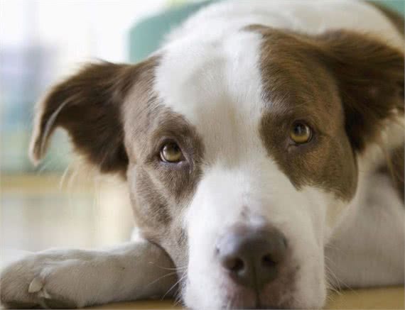 你在饲养小宠物的时候，遇到过哪些问题?本文为你梳理一下