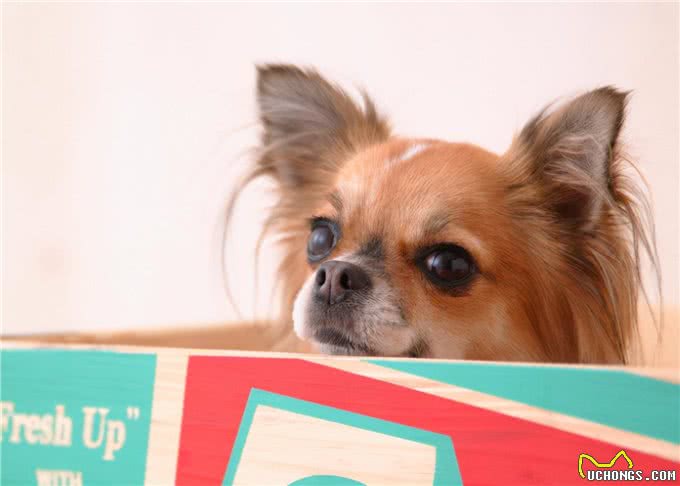 你在饲养小宠物的时候，遇到过哪些问题?本文为你梳理一下