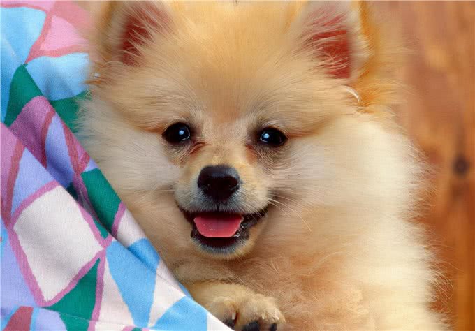 你在饲养小宠物的时候，遇到过哪些问题?本文为你梳理一下