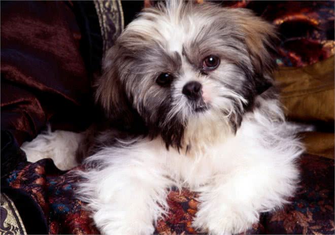 你在饲养小宠物的时候，遇到过哪些问题?本文为你梳理一下