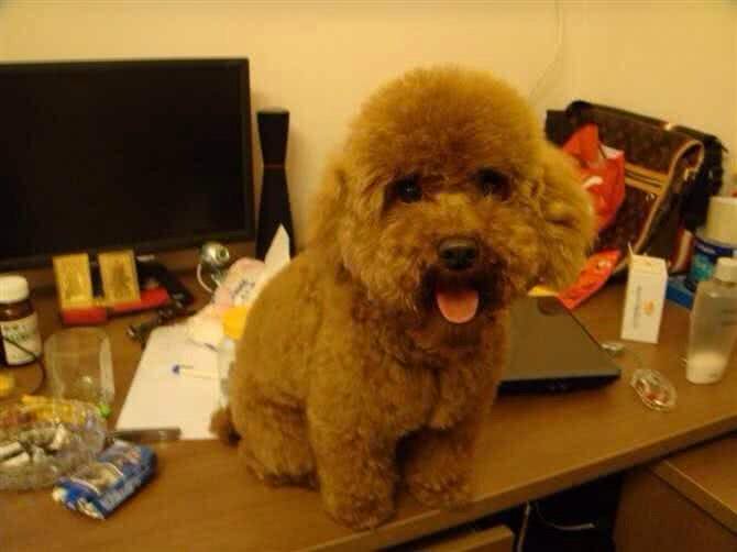 随口说自己比较喜欢腊肠狗，老婆就带贵宾去剪毛，让狗狗怀疑狗生