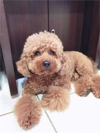 随口说自己比较喜欢腊肠狗，老婆就带贵宾去剪毛，让狗狗怀疑狗生