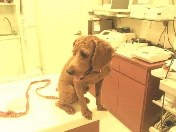 随口说自己比较喜欢腊肠狗，老婆就带贵宾去剪毛，让狗狗怀疑狗生