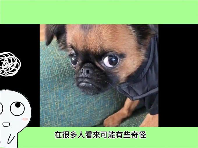 你被狗狗闻过裤裆吗?—每天跟我涨知识