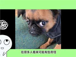 你被狗狗闻过裤裆吗?—每天跟我涨知识