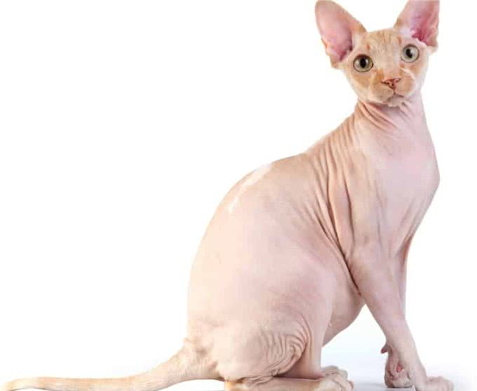 别靠近他们，这些猫太危险了