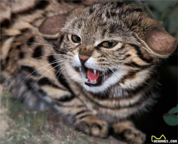 别靠近他们，这些猫太危险了