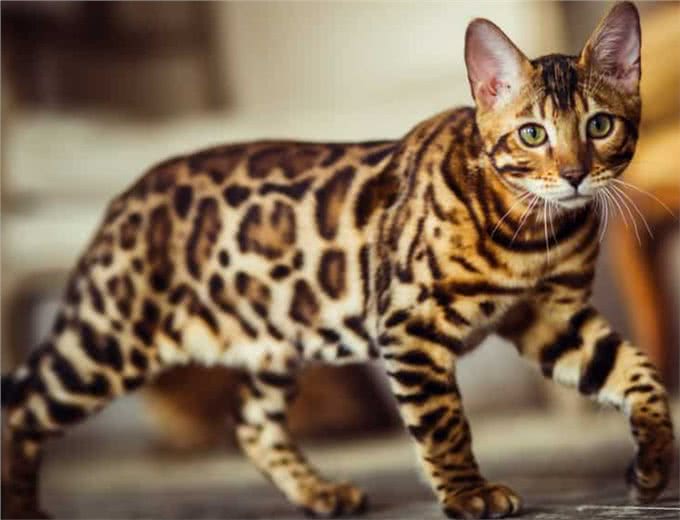 别靠近他们，这些猫太危险了