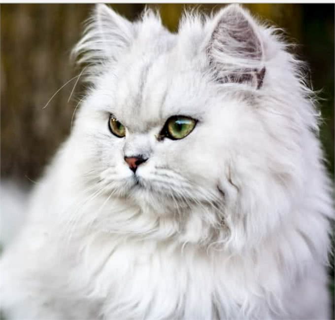 别靠近他们，这些猫太危险了