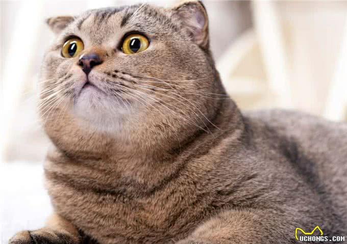 别靠近他们，这些猫太危险了