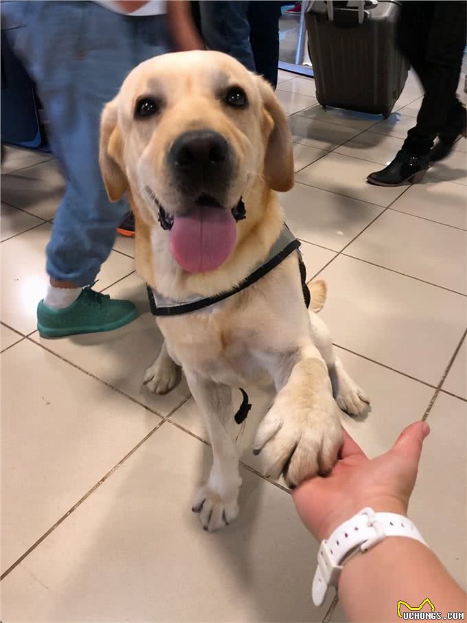 狗狗用爪子扒拉你，其实是在暗示这些事，别不理解