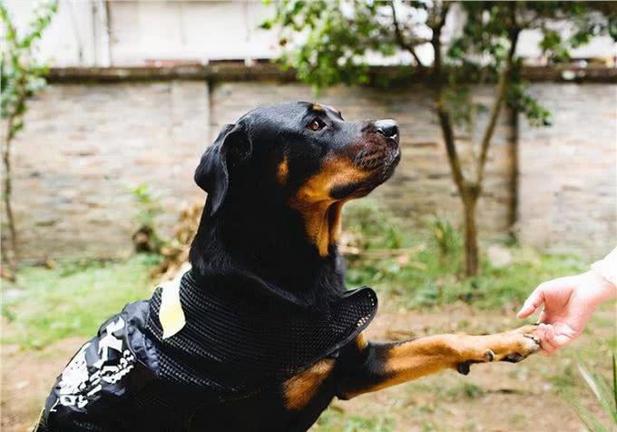 狗狗用爪子扒拉你，其实是在暗示这些事，别不理解