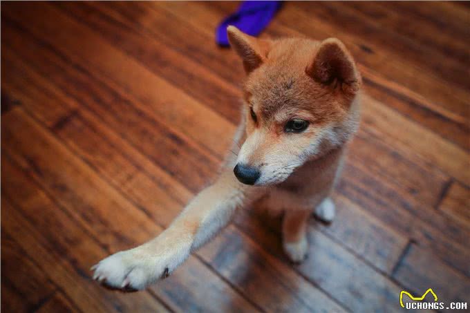 狗狗用爪子扒拉你，其实是在暗示这些事，别不理解