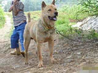 关于犬的鼻子的一些经验