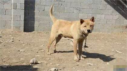 关于犬的鼻子的一些经验