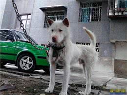 关于犬的鼻子的一些经验