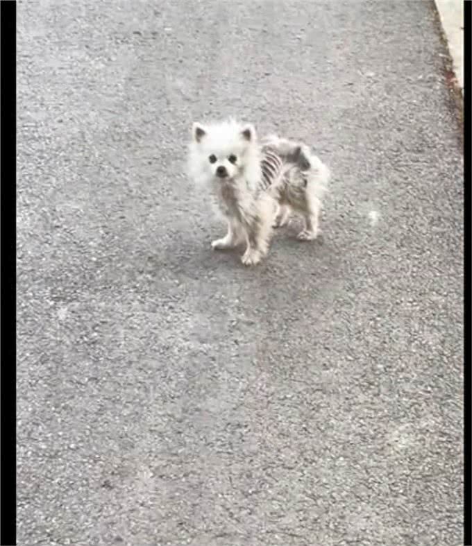 快递员遇到只排骨狗，连续喂食取得信任后，果断带它去医院收养!