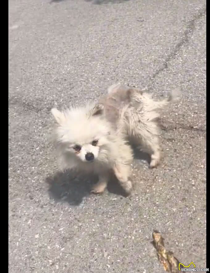 快递员遇到只排骨狗，连续喂食取得信任后，果断带它去医院收养!