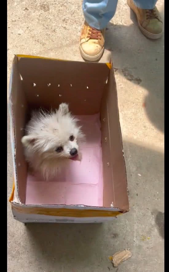 快递员遇到只排骨狗，连续喂食取得信任后，果断带它去医院收养!