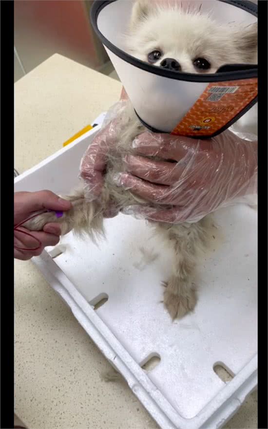 快递员遇到只排骨狗，连续喂食取得信任后，果断带它去医院收养!