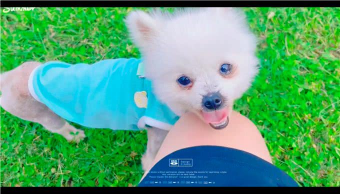 快递员遇到只排骨狗，连续喂食取得信任后，果断带它去医院收养!