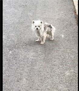 快递员遇到只排骨狗，连续喂食取得信任后，果断带它去医院收养!