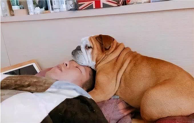 上床睡，原来对于狗狗来说，有这些含义