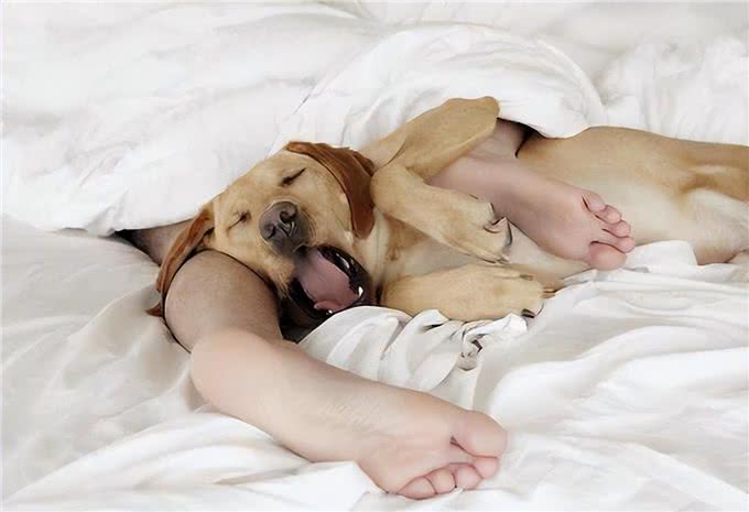 上床睡，原来对于狗狗来说，有这些含义