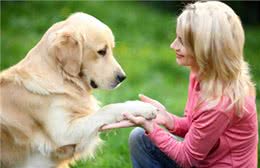 狗狗乱翻垃圾桶的习惯一定要纠正!不然麻烦就大了!