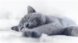 关于小猫咪：你不知道的有关猫咪的秘密