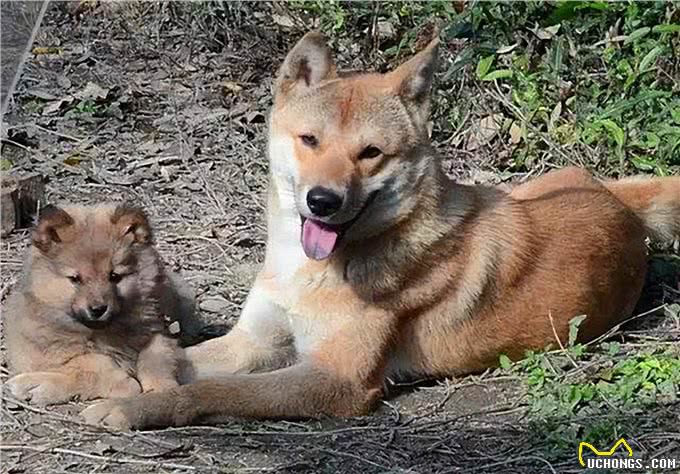 这6种狗很护主，忠诚度高，养到要珍惜了