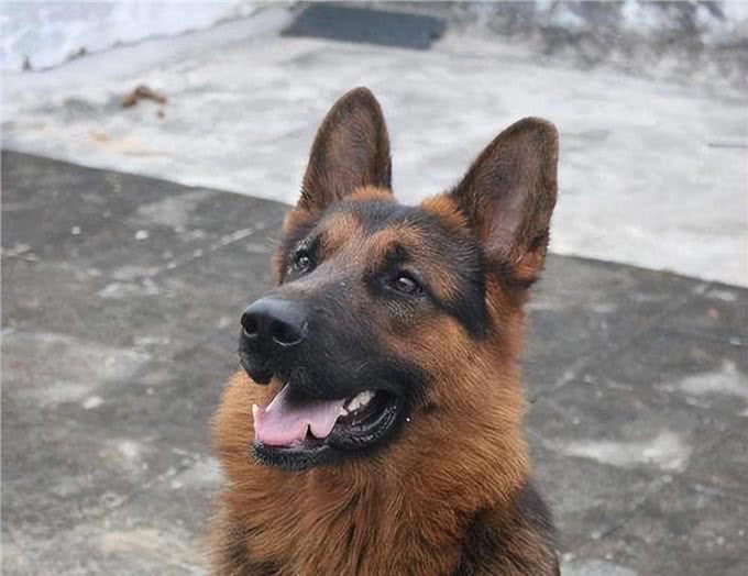 这6种狗很护主，忠诚度高，养到要珍惜了