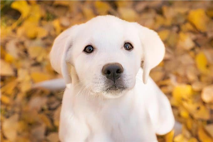 这6种狗很护主，忠诚度高，养到要珍惜了